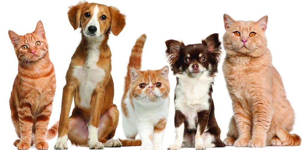 Доска объявлений о животных | ЗооТом - продажа, вязка и услуги для животных в Можайске