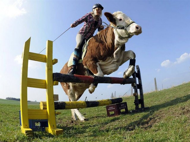 Статьи о коровах в Можайске | ЗооТом портал о животных