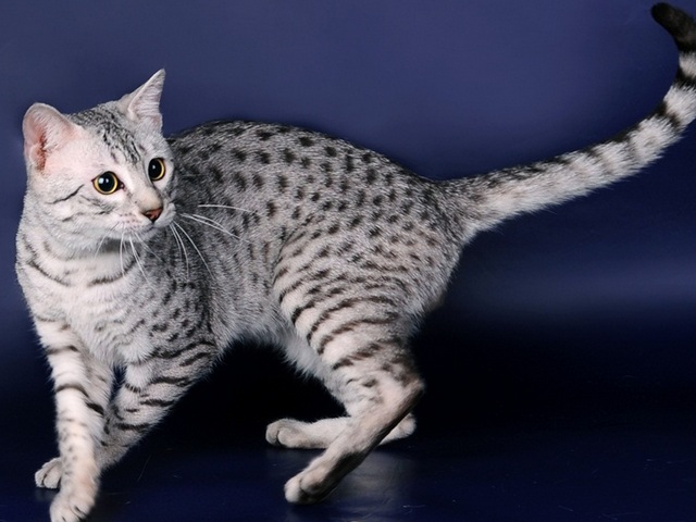 Породы кошек в Можайске | ЗооТом портал о животных