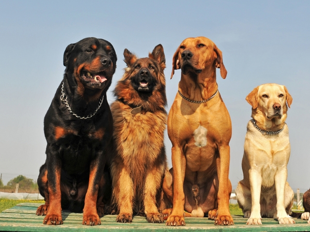 Крупные породы собак в Можайске | ЗооТом портал о животных